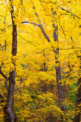 afton state park vibrant forest foliage in washington county minnesota