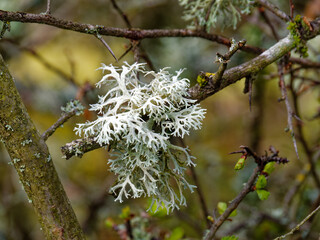 Gros plan de lichen fruticuleux, ou mousse de chêne (Evernia prunastri), utilisé en parfumerie pour ses notes boisées