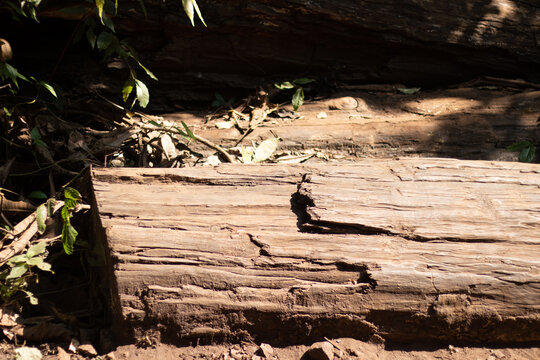 Brown wood of large tree in the soil