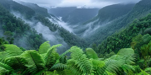 Photo sur Plexiglas Europe du nord lush rainforest of Tropical North Queensland