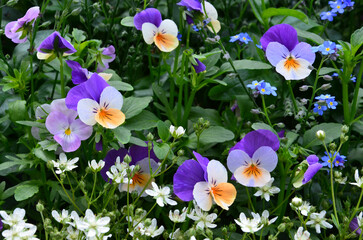 Hornveilchen blühen lila mit Vergissmeinnicht - 760692115