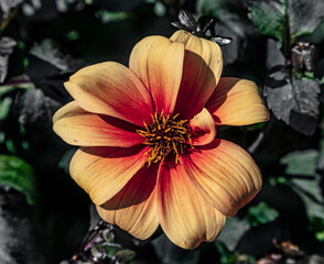 View of dahlia in the garden. Variety - Catherine Deneuve