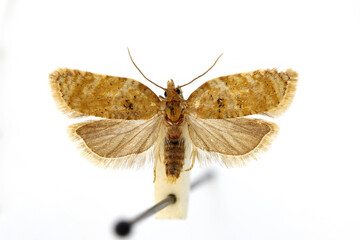 Strawberry tortrix (Acleris comariana). Prepared specimen in museum collection.