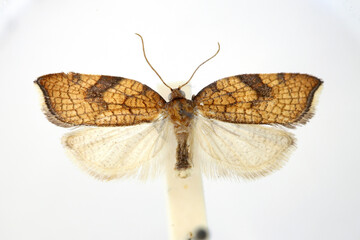 Rhomboid tortrix, fruit tree tortrix (Acleris rhombana). Prepared specimen in museum collection.