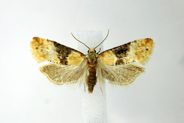 Vine moth, european grape berry moth (Eupoecilia ambiguella). Prepared specimen in museum...