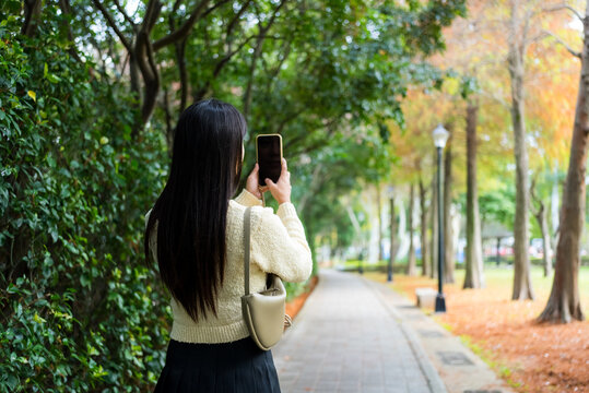 Woman use mobile photo to take photo of the Ginkgo tree at Autumn season