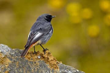 Hausrotschwanz - Männchen // Black redstart - male  (Phoenicurus ochruros)