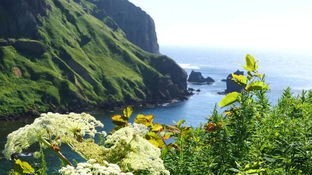 A plant swaying in the wind. The scenery of the sea of ??Rebun Island, Hokkaido.
