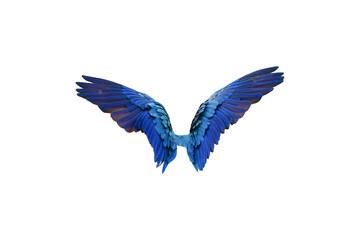 Blue and gold macaw bird wings isolated on white background. This has clipping path.