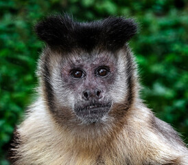 Brown capuchin's head. Latin name - Sapajus apella	