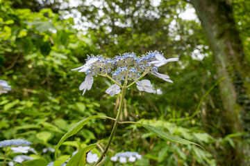 ガクアジサイの花