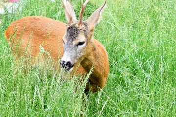 Rolgordijnen Roe deer nibbles green grass with pleasure © dzmitry_2014
