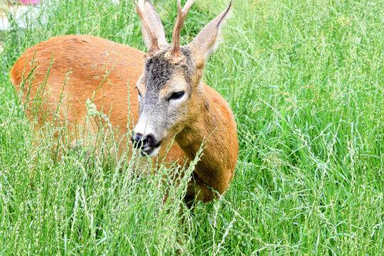 Roe deer nibbles green grass with pleasure