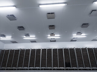 Several trolleys contain hatching eggs in the egg storage room so that the temperature of the eggs...