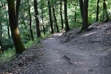 hiking trail in the forest