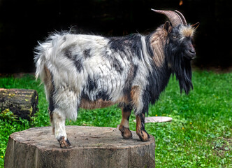 Black and white pigmy domestic goat male on the stump