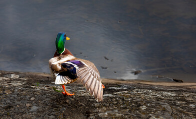 Mallard duck in a lake heavily polluted with oil residues.  Environment and ecological problems.