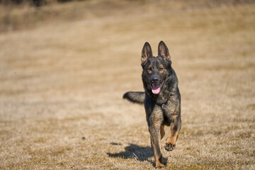 Beautiful German Shepherd dog playing in a meadow on a sunny spring day in Skaraborg Sweden