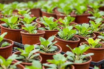 Potted seedlings sprout growing in the green house