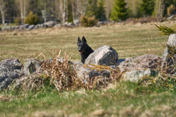Beautiful German Shepherd dog playing in a meadow on a sunny spring day in Skaraborg Sweden