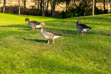 ducks on a meadow in the city park
