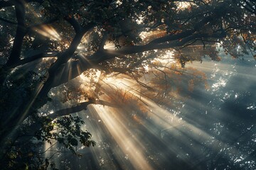 Sunlight sieved through a tree canopy a natural light play