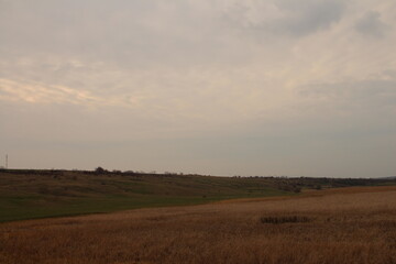 Obraz premium A field with a field of grass and trees in the background