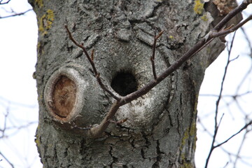 A tree trunk with a hole in it