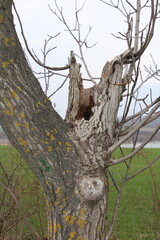 A tree with yellow flowers