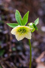 Wild  hellebore flowers in the spring forest