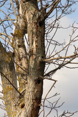 A tree with a yellow and white trunk and branches