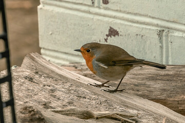The robin (Latin Erithacus rubecula) is a bird with an orange breast, the owner of the most...