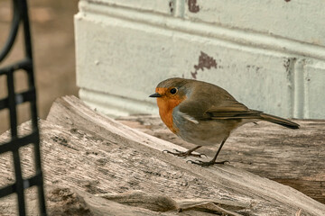 The robin (Latin Erithacus rubecula) is a small bird with a characteristic bright orange breast, the owner of one of the most beautiful songs among European birds.