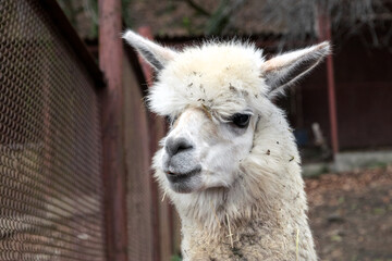 Obraz premium A beautiful and funny alpaca (Vicugna pacos) from a variety of South American camels. A cute alpaca on a farm. Funny white alpaca in an aviary. Alpaca.