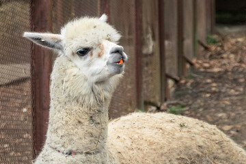 A cute alpaca on a farm. A beautiful and funny alpaca (Vicugna pacos) from a variety of South...