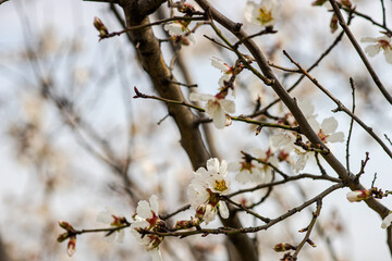 Blooming almond tree in the spring