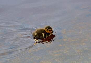 small fluffy duckling of a wild duck swims in a thicket on the water