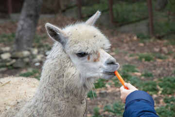A cute alpaca on a farm. Alpaca. Feeding alpacas. A beautiful and funny alpaca (Vicugna pacos) from...