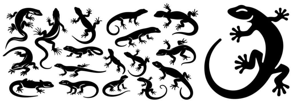 Explore the world of lizards with this set of silhouettes, featuring various types of lizards in dynamic poses including crawling, basking, and climbing. Each design emphasizes their elongated bodies,