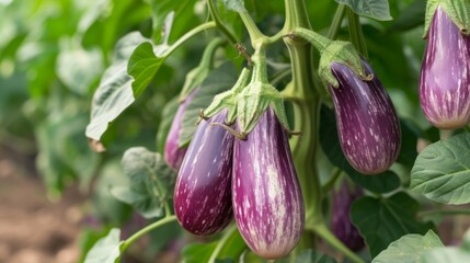 Growing eggplant harvest and producing vegetables cultivation. Concept of small eco green business organic farming gardening and healthy food