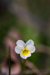Wild white viola flower in the wood