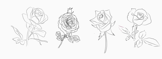 Various types of rose line drawing vector art. Roses line art illustration of white background.