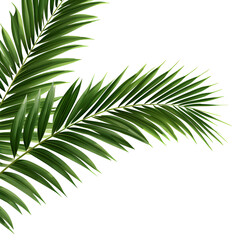 Fototapeta premium Vector watercolor palm leaves, coconut palm leaves, tropical leaves, variety, ornamental plants, banana leaves, transparent background