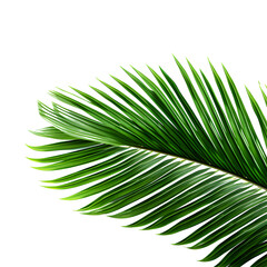 Fototapeta premium Vector watercolor palm leaves, coconut palm leaves, tropical leaves, variety, ornamental plants, banana leaves, transparent background