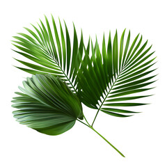 Obraz premium Vector watercolor palm leaves, coconut palm leaves, tropical leaves, variety, ornamental plants, banana leaves, transparent background