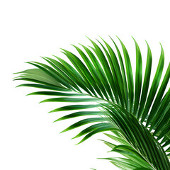 Vector watercolor palm leaves, coconut palm leaves, tropical leaves, variety, ornamental plants, banana leaves, transparent background