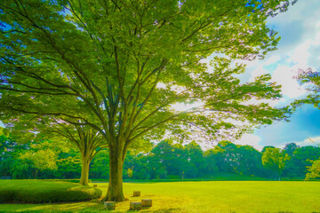 晴れた日の公園の大木