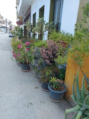 flowers in pots on the street