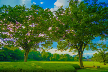 Fototapeta na wymiar 晴れた日の公園の大木