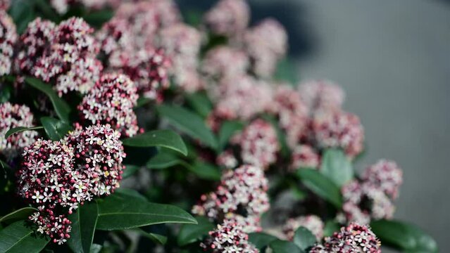 Skimmia japonica showing flowers and leaves.
. Skimmia japonica is a Japanese Skimmia, native to Japan, China and Southeast Asia